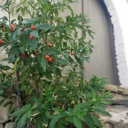 Lori's Traditional House *