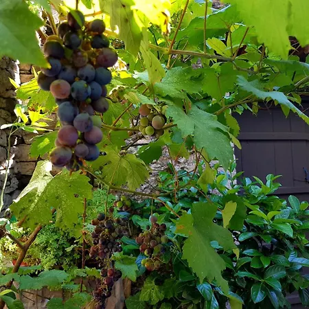 Lori's Traditional House Maison d'hôtes Gjirokastër
