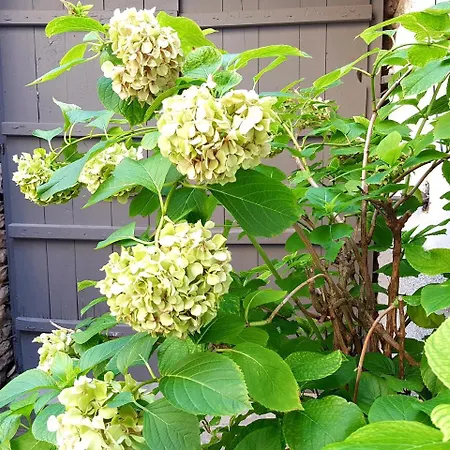 Maison d'hôtes Lori's Traditional House