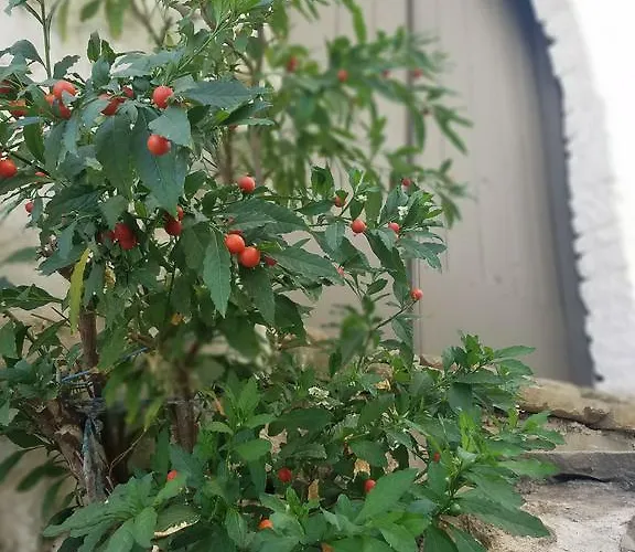 Lori's Traditional House *